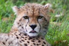 轻食动物非洲荒野动物园年轻虎猫野生食肉动物哺乳动物