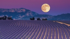 月亮下的紫色薰衣草