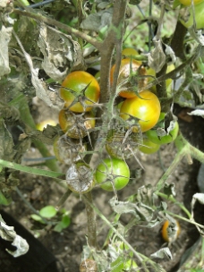 未成熟的西红柿