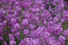 紫色花朵背景图案