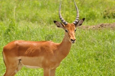 动物鹿鹿角野生动物哺乳动物鹿母鹿