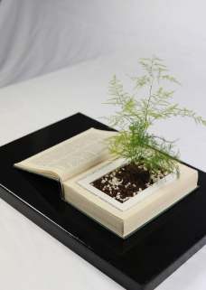 书里长出的树图片