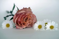 玫瑰花旁的雏菊