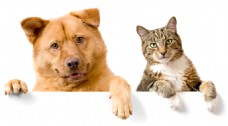 宠物狗猫咪和狗狗高清图片