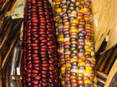 红色成熟玉米图片