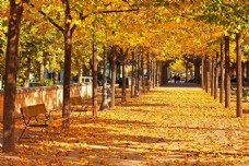 秋天景色秋天黄色树林风景图片