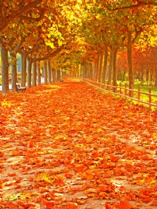 秋季风景秋季梧桐树风景图片
