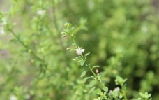 白花 植物