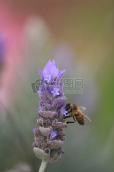 薰衣草的蜜蜂