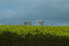 草地上露出了鹿头