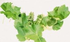绿色蔬菜绿色的葡萄叶和葡萄图片