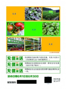 绿色蔬菜蔬菜宣传单