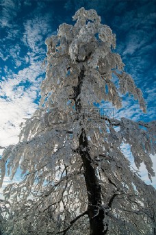 挂满白雪的树