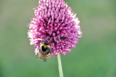 蜜蜂在花1