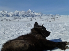 躺在雪地上的黑狗
