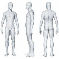 塑料人体模型图片
