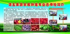 农业清五果蔬农民种植专业合作社简介