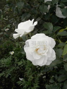 美丽的白色玫瑰