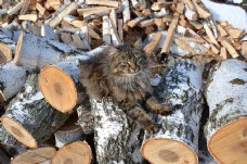 木柴木头上的猫咪