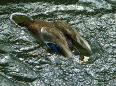 一只鸭的头在水里