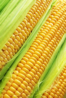 新鲜的玉米图片图片