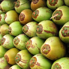 排列的椰子