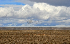 蓝天下原野上的羚羊