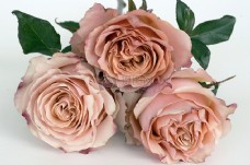 白色背景下的粉红色玫瑰花