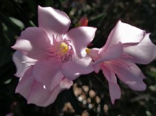 粉红色的花，1.JPG
