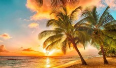 度假阳光下海边椰子树图片