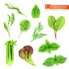 新鲜蔬菜叶矢量素材