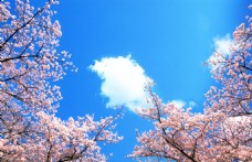 樱桃园唯美樱花蓝天图片