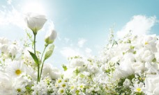 白色花朵淘宝背景