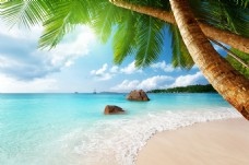 海边风景唯美海边椰子树风景图片