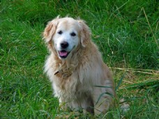 宠物狗草地上金毛犬图片