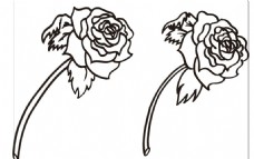 玫瑰花线描