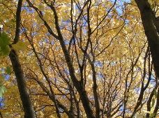 秋天季节的大树