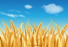 天空自由小麦秸秆矢量景观