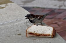 吃面包的小鸟