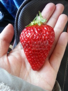 手心里的草莓
