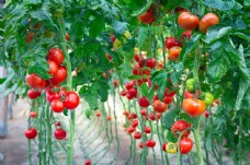 上新番茄藤上红红的番茄图片