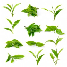 绿色叶子清新绿色茶叶图片