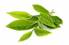 嫩绿的茶叶图片