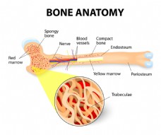 骨骼剖面图图片