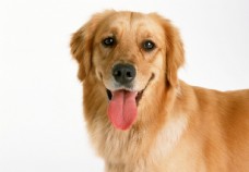 宠物狗伸舌头的金毛狗狗
