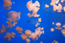 在水族馆的水母