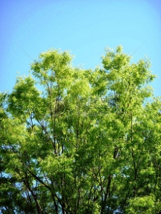 绿树鲜嫩的绿色树木