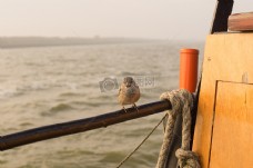 海中动物海鸟小船动物旅行旅行者模糊麻雀中岸