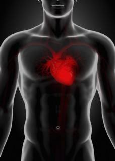 人体器官男性人体心脏器官图片