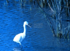 在湖中戏水的水鸟